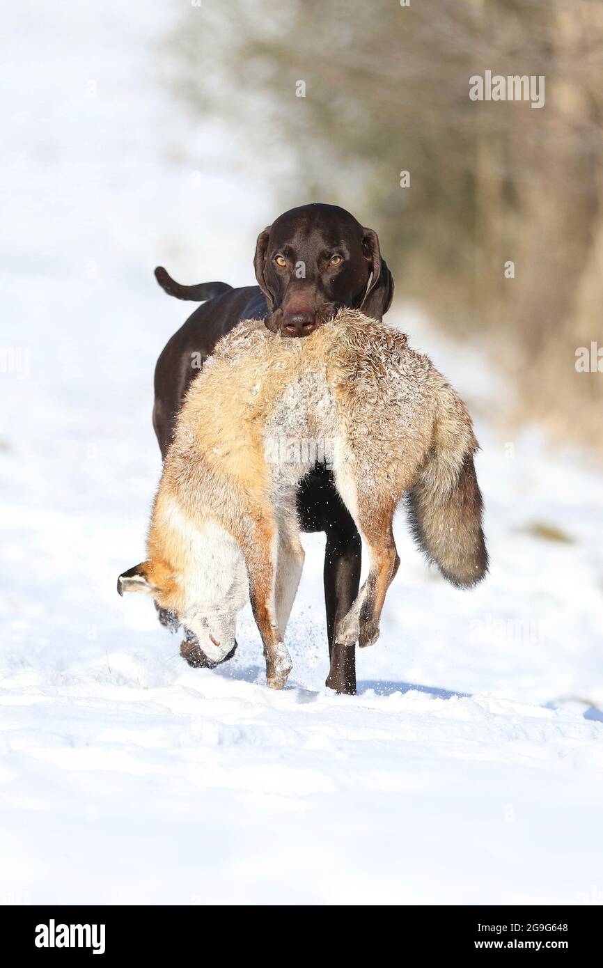 German Shorthaired Pointer. Male (2 years old) returning with a Red Fox. Germany Stock Photo