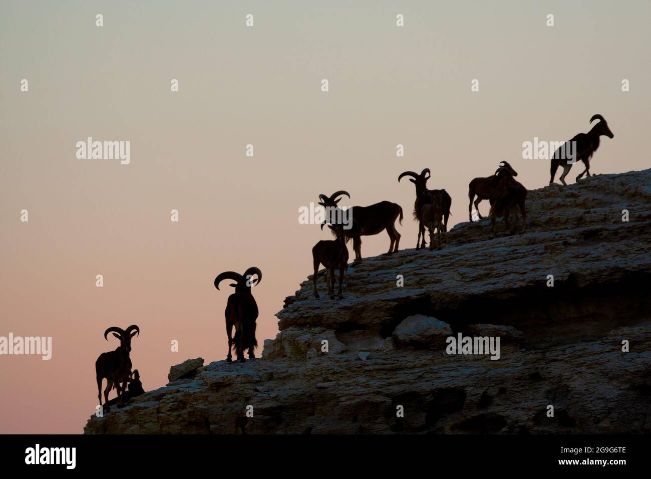 Alpine ibex silhouetted on a cliff at dusk Stock Photo