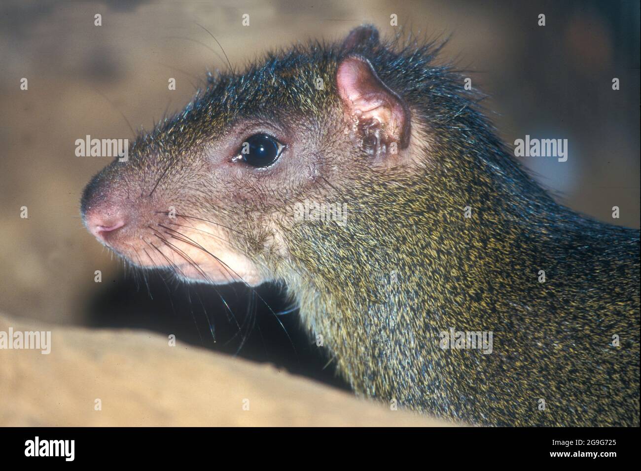 The agouti or common agouti is any of several rodent species of the genus Dasyprocta. They are native to Middle America, northern and central South Am Stock Photo