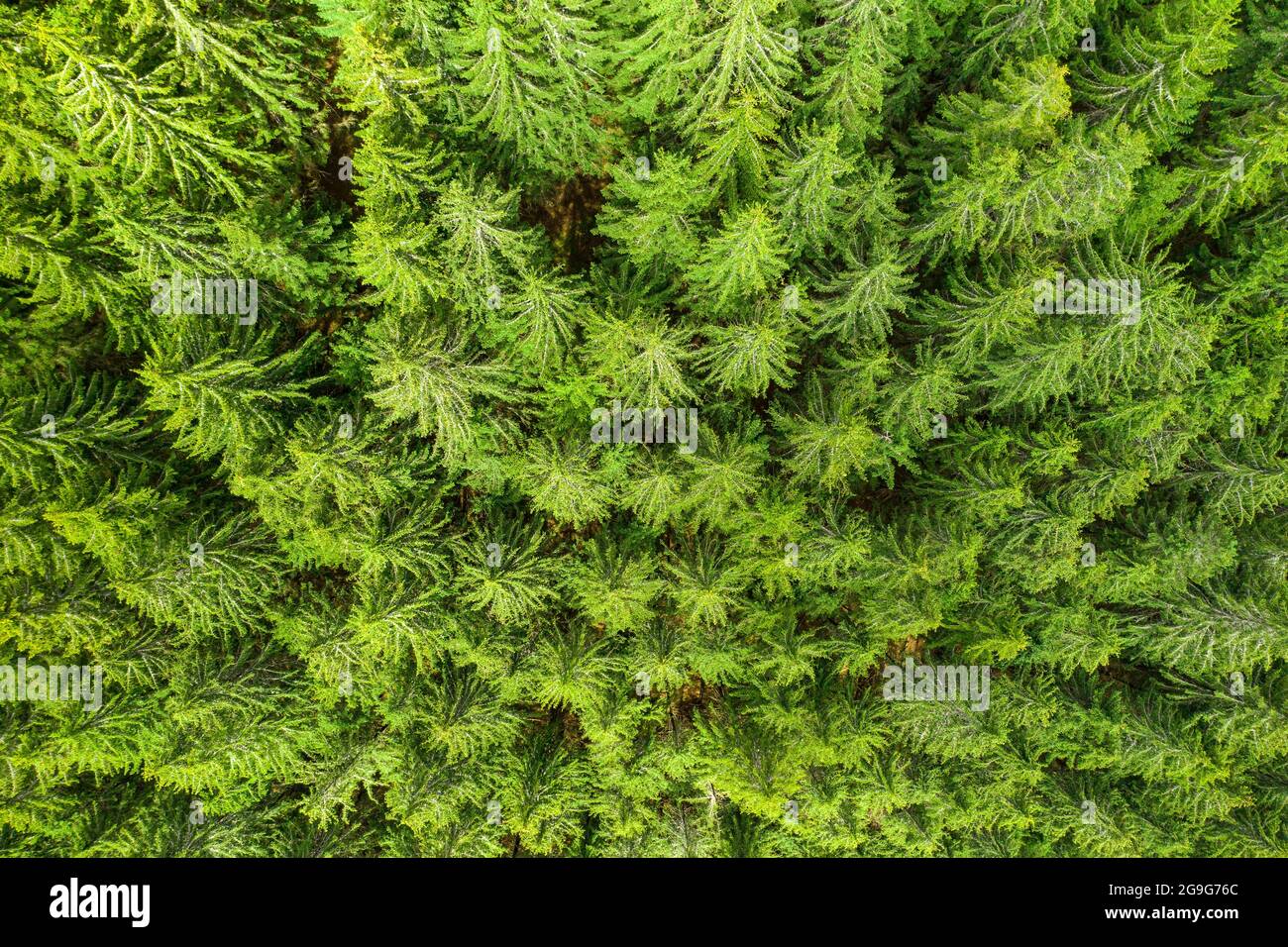 Aerial view of the top of pine trees. Green fur tree background  Stock Photo