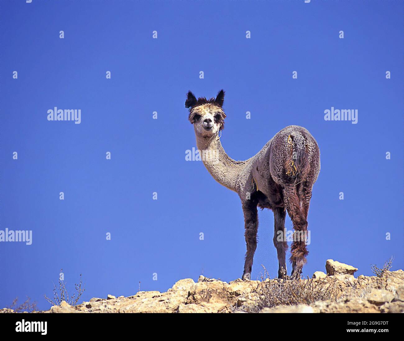 Domestic Alpaca after sheering Stock Photo