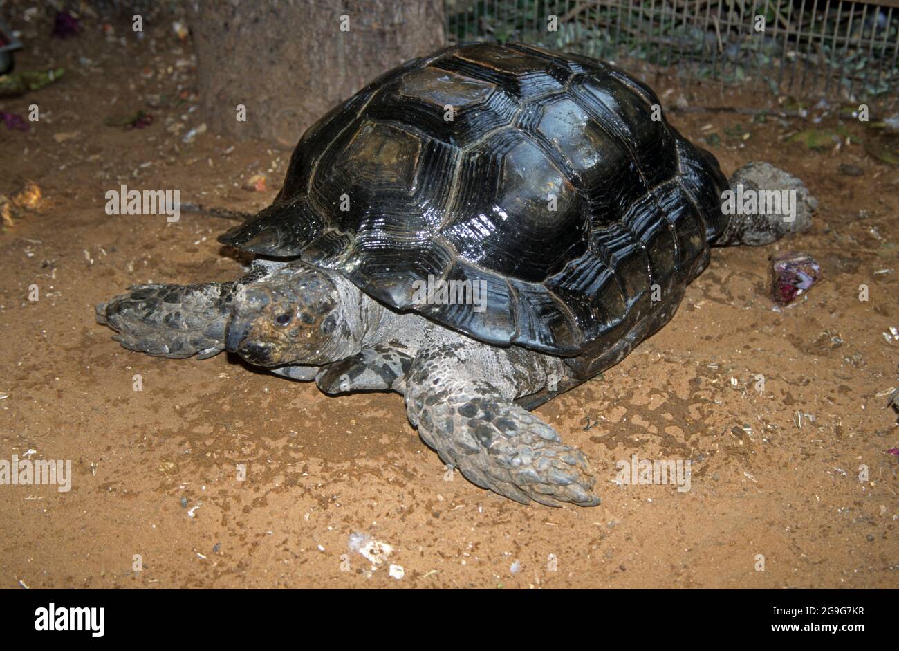 The Asian forest tortoise (Manouria emys), also known commonly as the Asian brown tortoise, is a species of tortoise in the family Testudinidae. The s Stock Photo