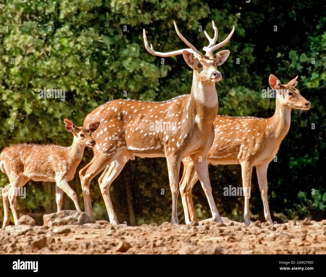 Axis Deer Axis Axis Also Called The Chital Or The Spotted Deer Axis Deer Axis Axis Also Called The Chital Or The Spotted Deer