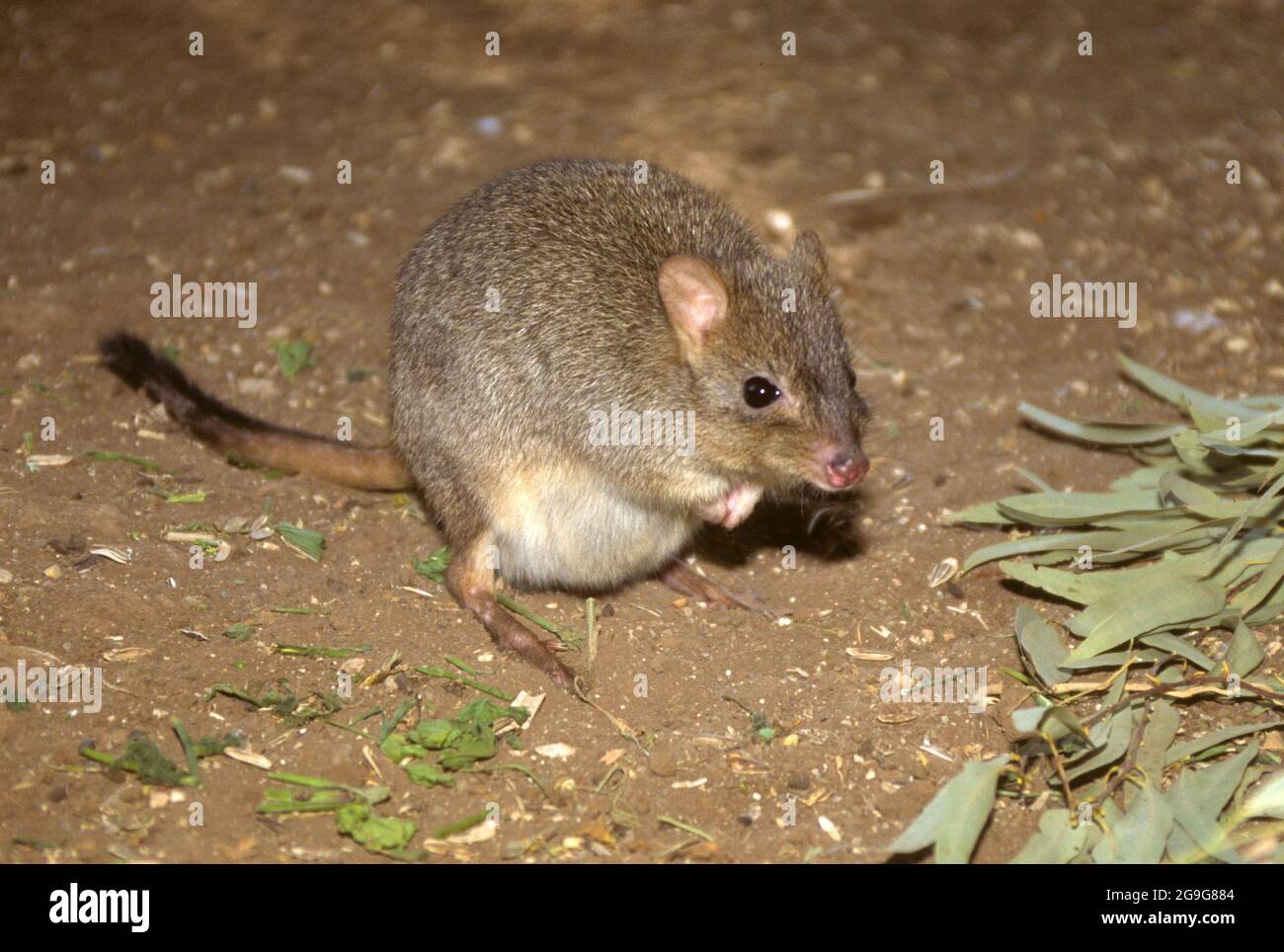 Brush-tailed bettong (Bettongia penicillata). Also known as the short-nosed rat kangaroo or the woylie, this animal is a small (30-40 centimetres long Stock Photo