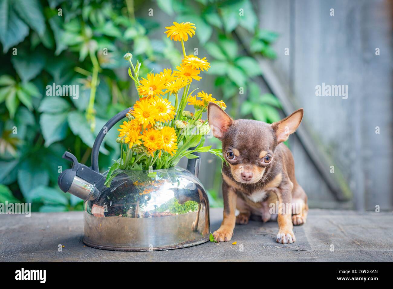 A brown Chihuahua puppy sits, head up, on a wooden table near a kettle of calendula Stock Photo