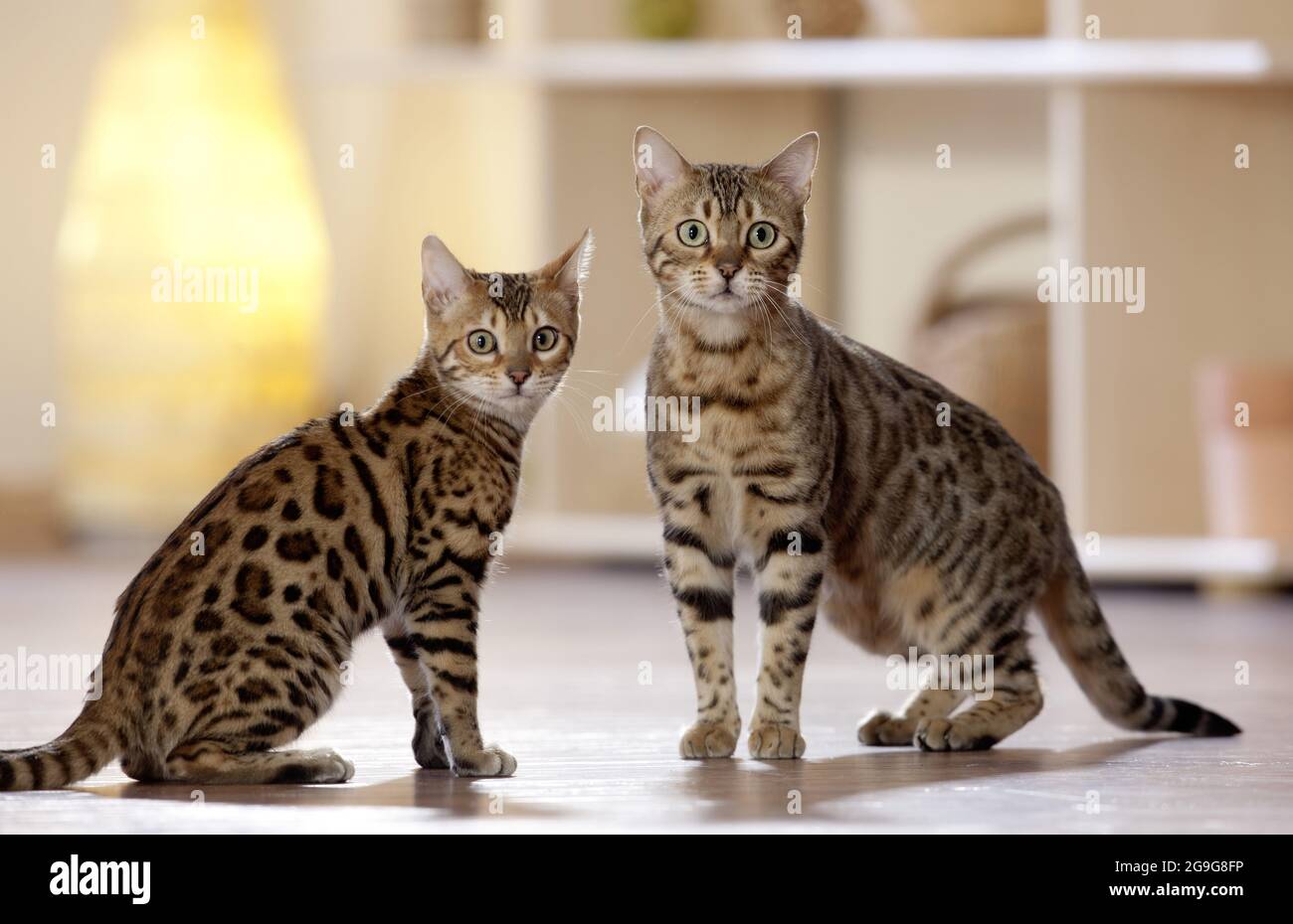 Inside cats hires stock photography and images Alamy