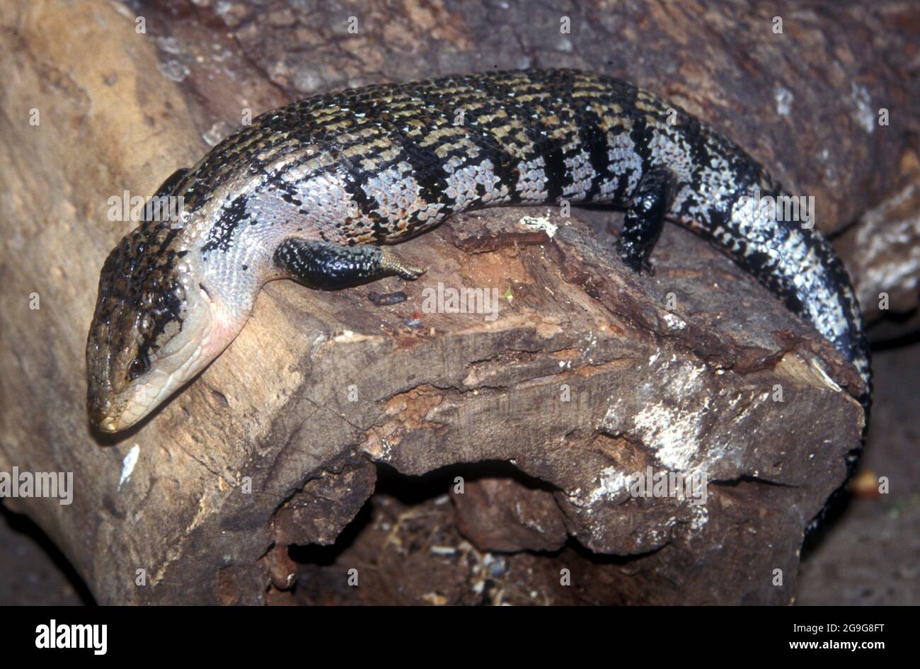 The western blue-tongued lizard (Tiliqua occipitalis), also known as the western blue-tongued skink, is a large skink native to Australia. It is one o Stock Photo