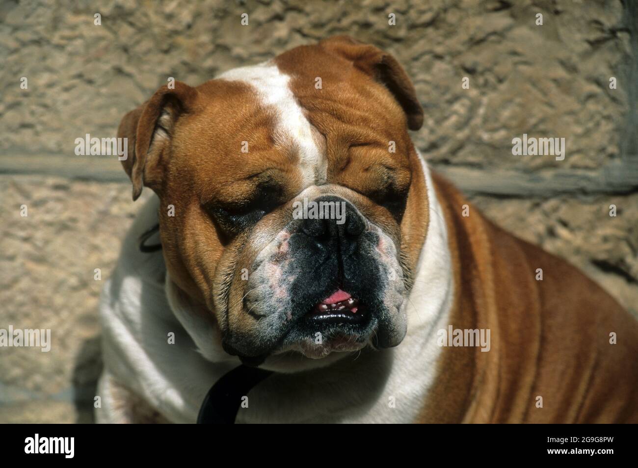 Portrait of an English Bulldog Close up Stock Photo
