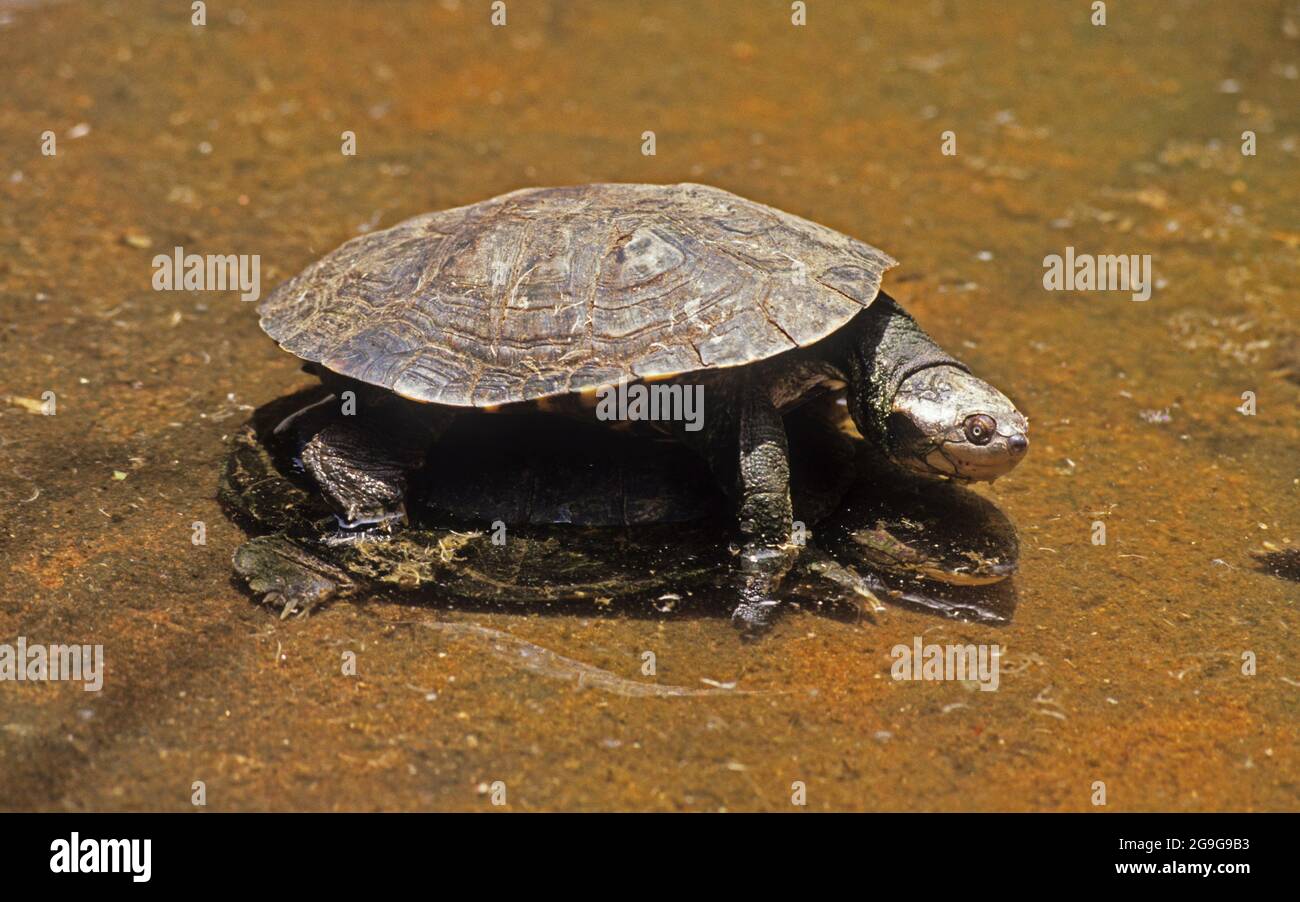 Caspian turtle or Striped-neck terrapin (Mauremys caspica). is a medium-sized semi-aquatic turtle, which is found from from the eastern Mediterranean Stock Photo