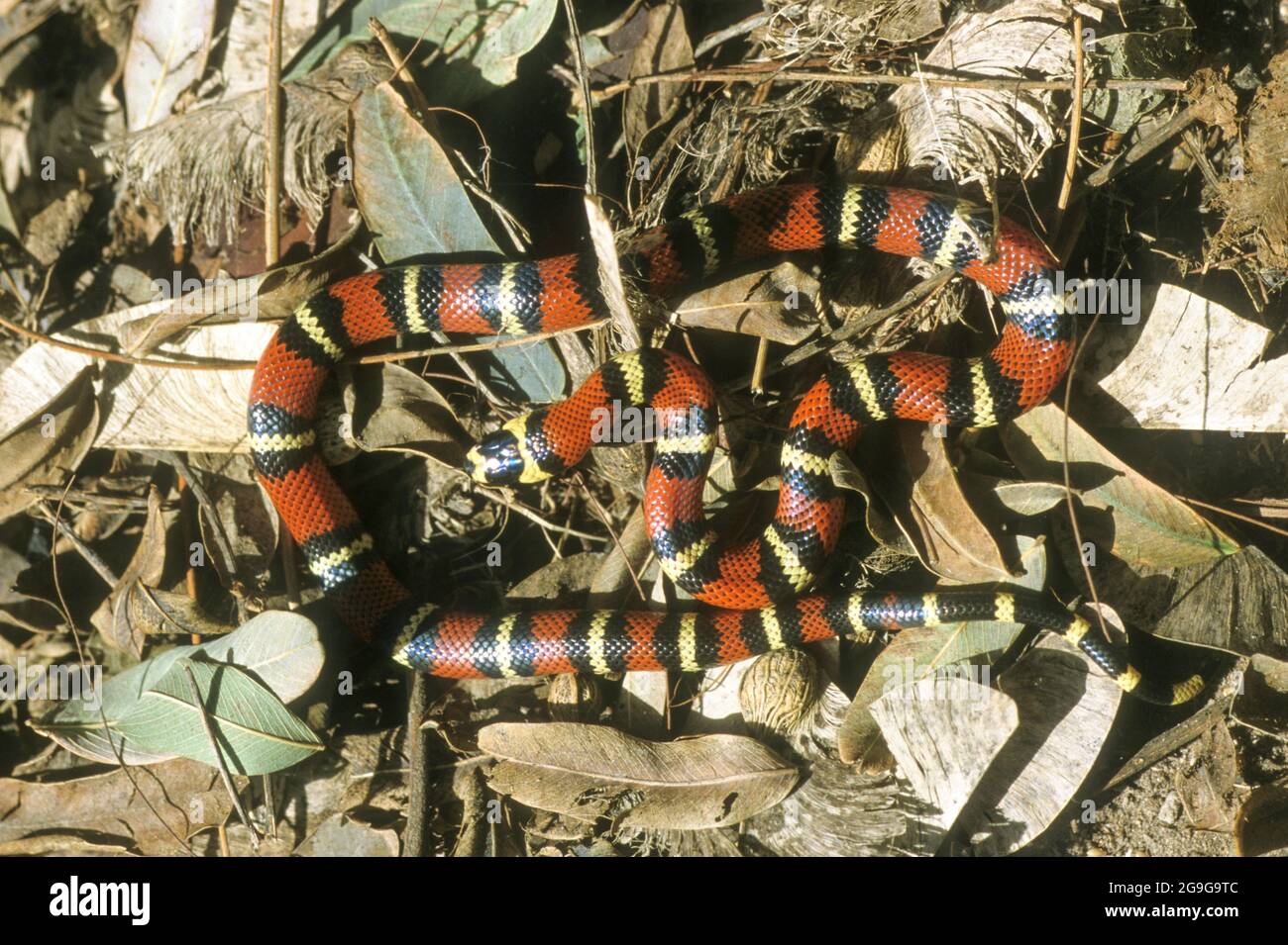 Kingsnakes are colubrid New World members of the genus Lampropeltis, which includes milk snakes and four other species. Among these, about 45 subspeci Stock Photo
