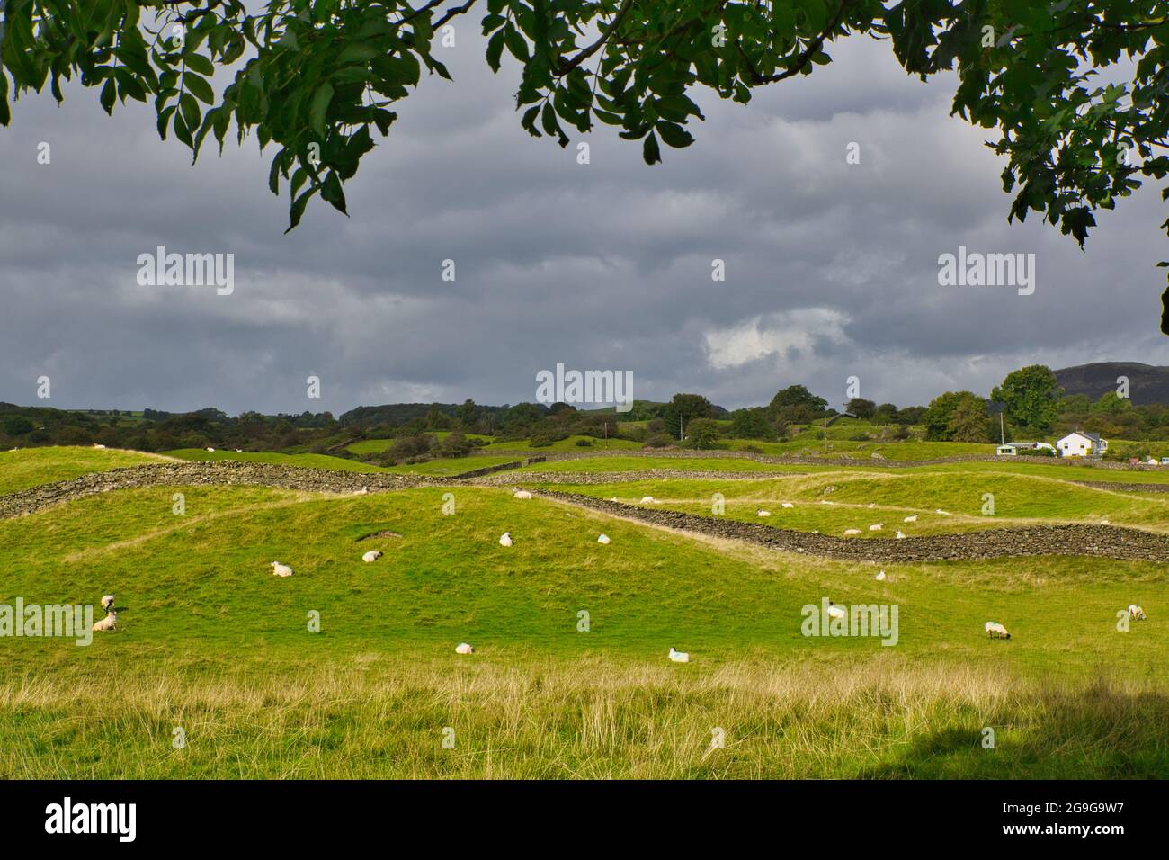 An undulating scene of fields with sheep grazing in the Lake District, Cumbria, England, UK Stock Photo