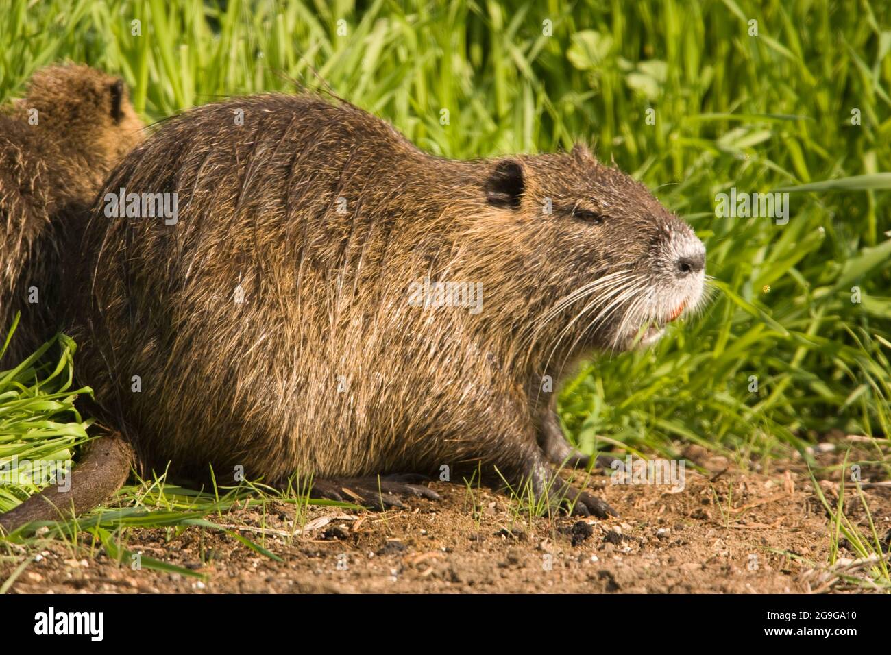 coypu, or nutria (Myocastor coypus)  is a herbivorous semi-aquatic rodent that feeds on river plants and lives in burrows along river banks. It is nat Stock Photo