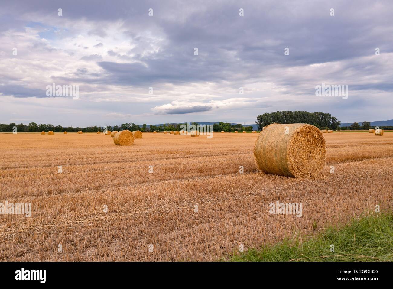 A field with straw bales after the harvest on a stubble field Stock ...