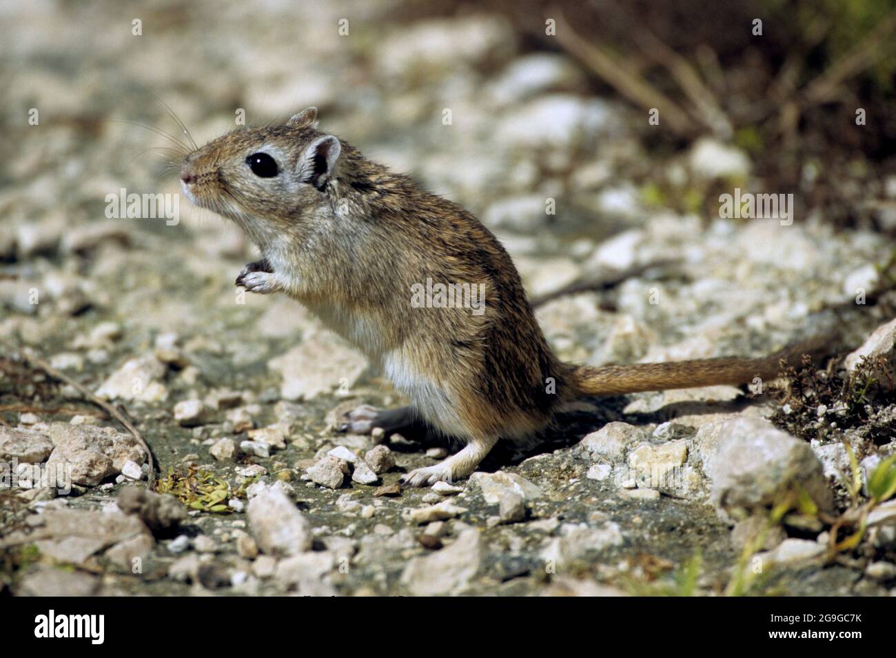 gerbil Gerbillus is a genus that contains most common and the most diverse gerbils. Photographed in Israel in December Stock Photo