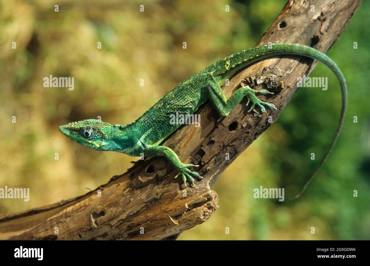 Anolis carolinensis or green anole is a tree-dwelling species of anole lizard native to the southeastern United States and introduced to islands in th Stock Photo