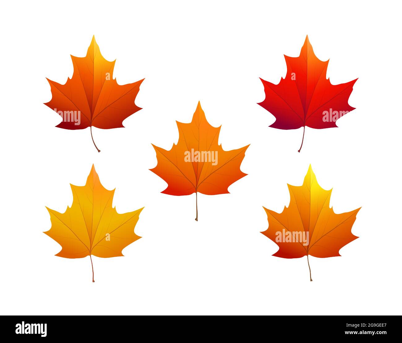 Autumn maple leaves of various colors. Vector illustration Stock Vector ...