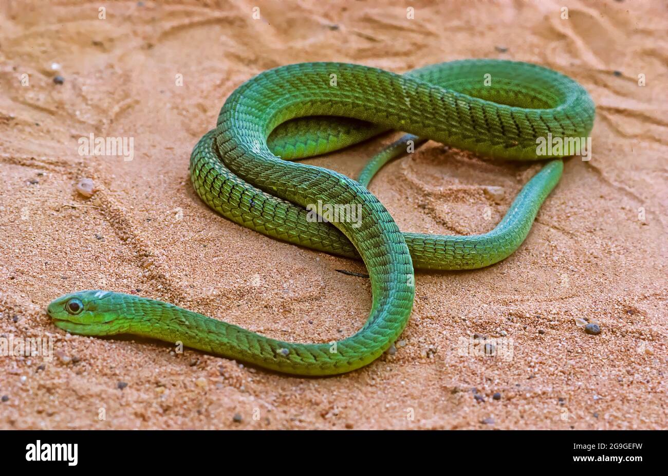 The western green mamba (Dendroaspis viridis) is a long, thin, and highly venomous snake of the mamba genus, Dendroaspis. This species was first descr Stock Photo
