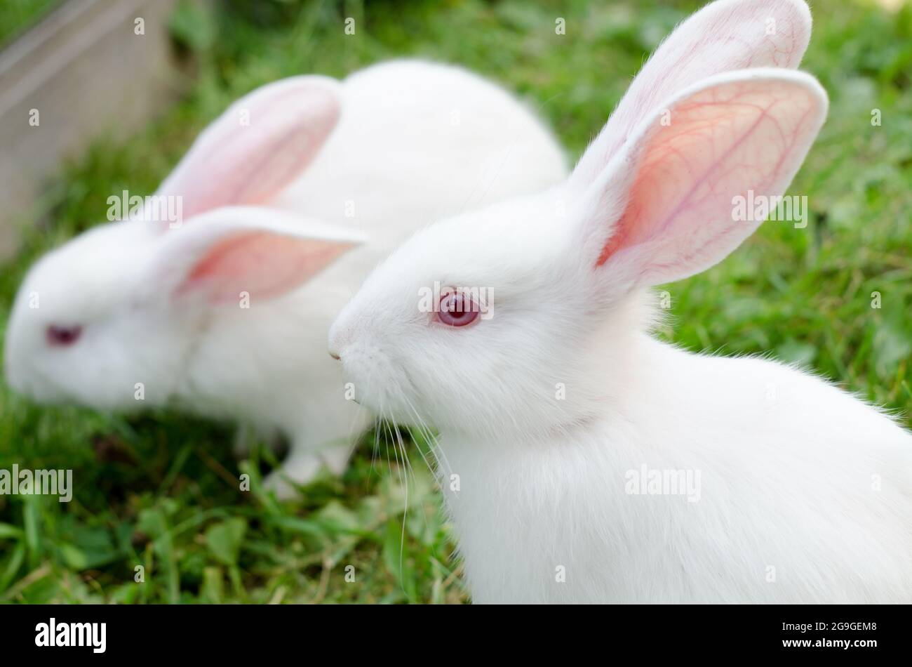https://c8.alamy.com/comp/2G9GEM8/rabbit-white-small-2-months-old-breed-giant-sidin-in-a-corral-on-green-grass-natural-landscape-selective-focus-2G9GEM8.jpg