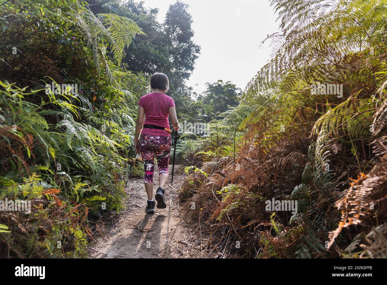 Single woman exercising by hiking in tropical rainforest in the morning ...