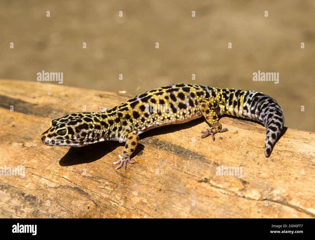 The common leopard gecko (Eublepharis macularius) The leopard gecko is a ground-dwelling lizard found in the deserts and arid grasslands of Iran, Afgh Stock Photo