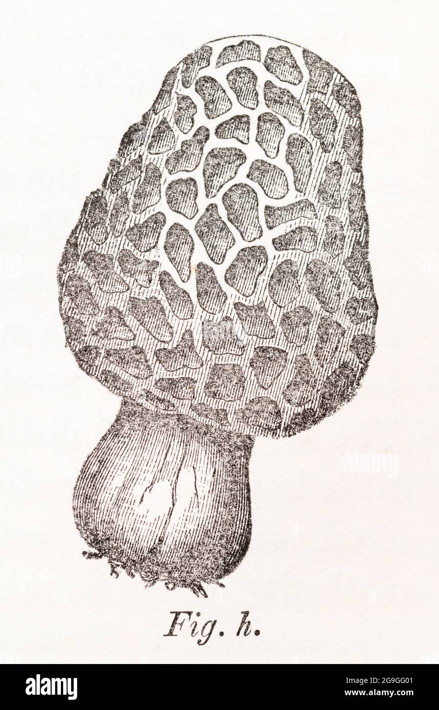 In-text illustrated Figure H of Morell / Morchella esculenta from Mordecai Cooke's book 'A Plain & Easy Account of British Fungi', 1876. Edible fungi. Stock Photo