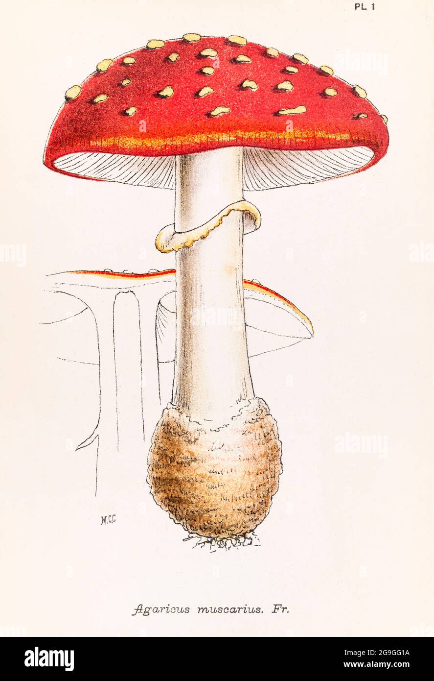 Agaricus muscarius [Fly Agaric / Amanita muscaria] illustration from Mordecai Cooke's 'Plain & Easy Account of British Fungi' 1876. Stock Photo