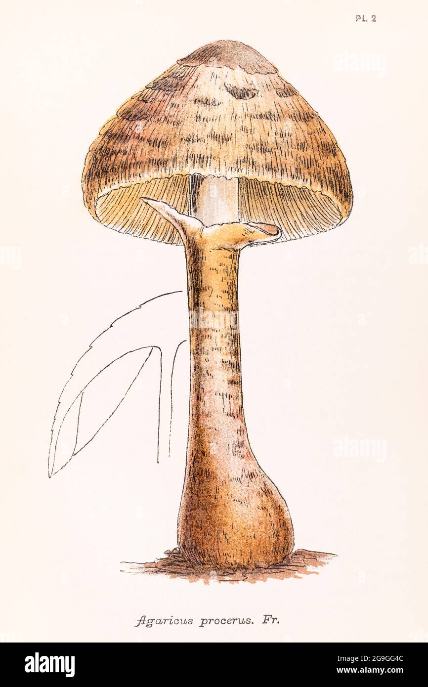 Agaricus procerus [Parasol Mushroom / Macrolepiota procera] illustration from Mordecai Cooke's 'Plain & Easy Account of British Fungi' 1876. Stock Photo