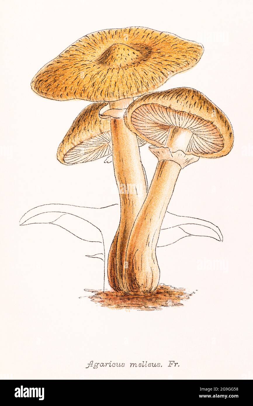 Agaricus melleus [Honey Fungus / Armillaria mellea] illustration from Mordecai Cooke's 'Plain & Easy Account of British Fungi' 1876. Edible fungi UK. Stock Photo