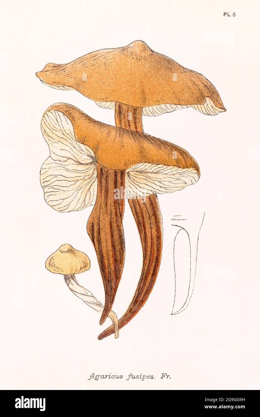 Agaricus fusipes [Spindleshank / Gymnopus fusipes] illustration from Mordecai Cooke's 'Plain & Easy Account of British Fungi' 1876. Stock Photo