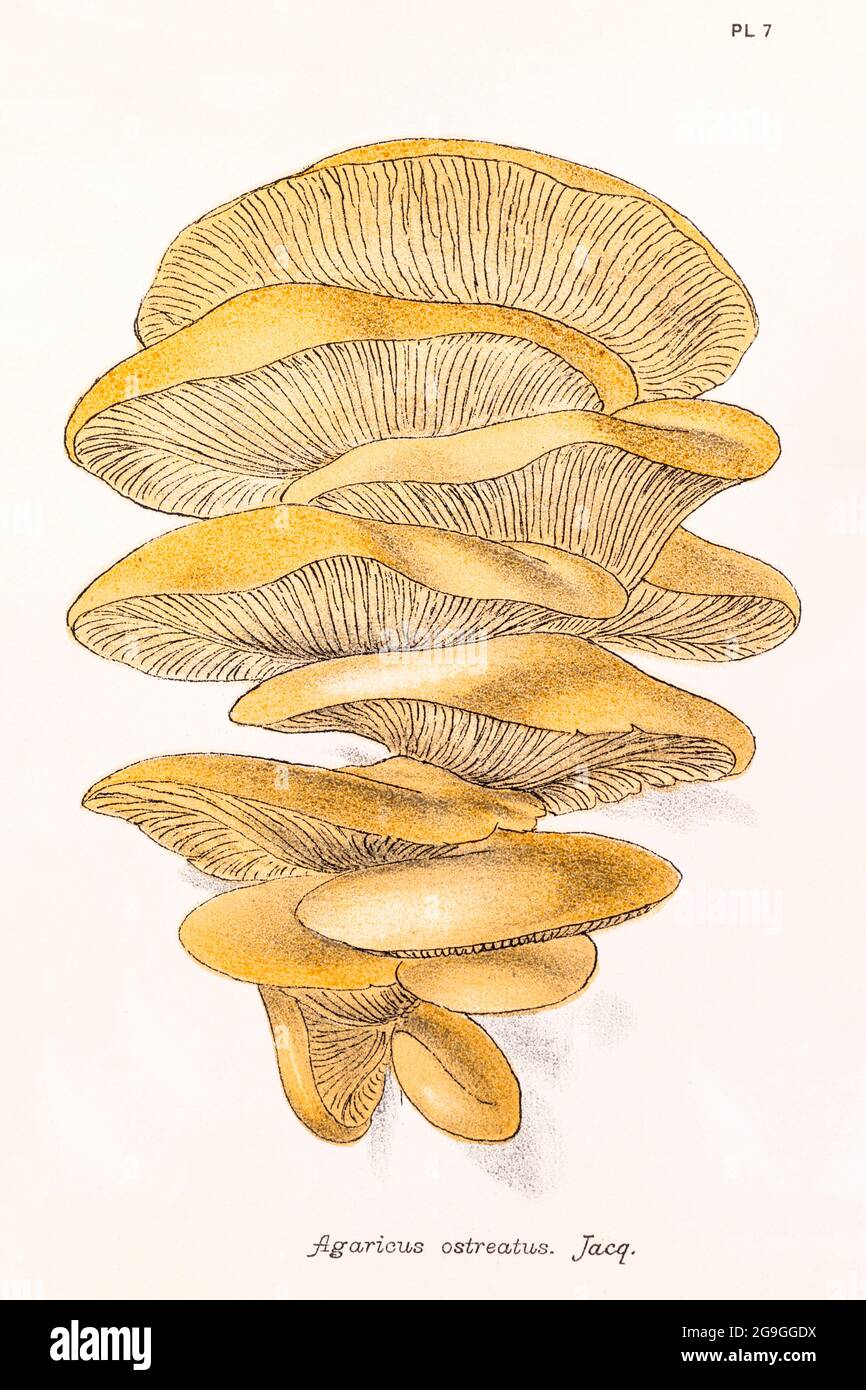 Agaricus ostreatus [Oyster Mushroom / Pleurotus ostreatus] illustration from Mordecai Cooke's 'Plain & Easy Account of British Fungi' 1876. Stock Photo