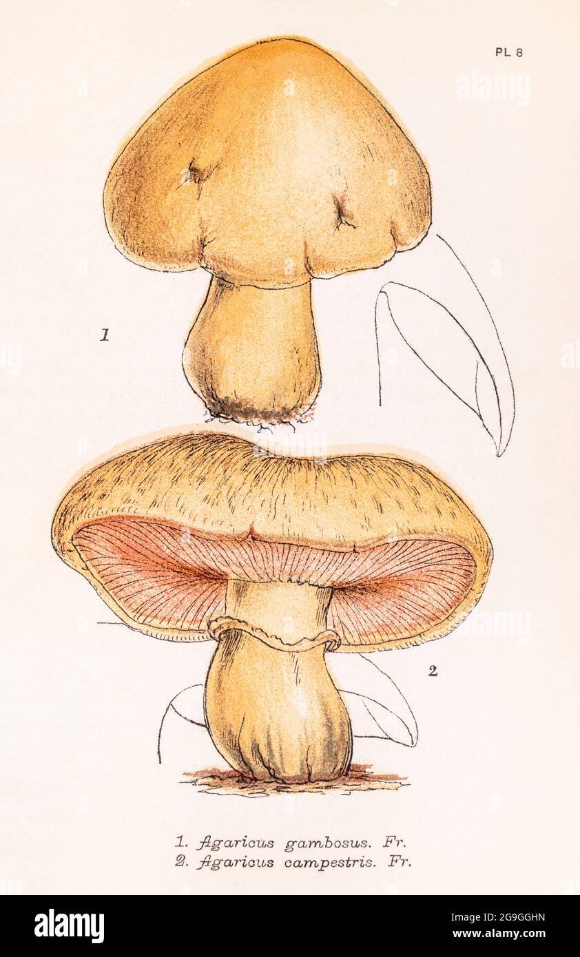 Agaricus gambosus [Calocybe gambosa / St. George's Mushroom] & Agaricus campestris [Field Mushroom] in Mordecai Cooke's 'Plain & Easy British Fungi'. Stock Photo
