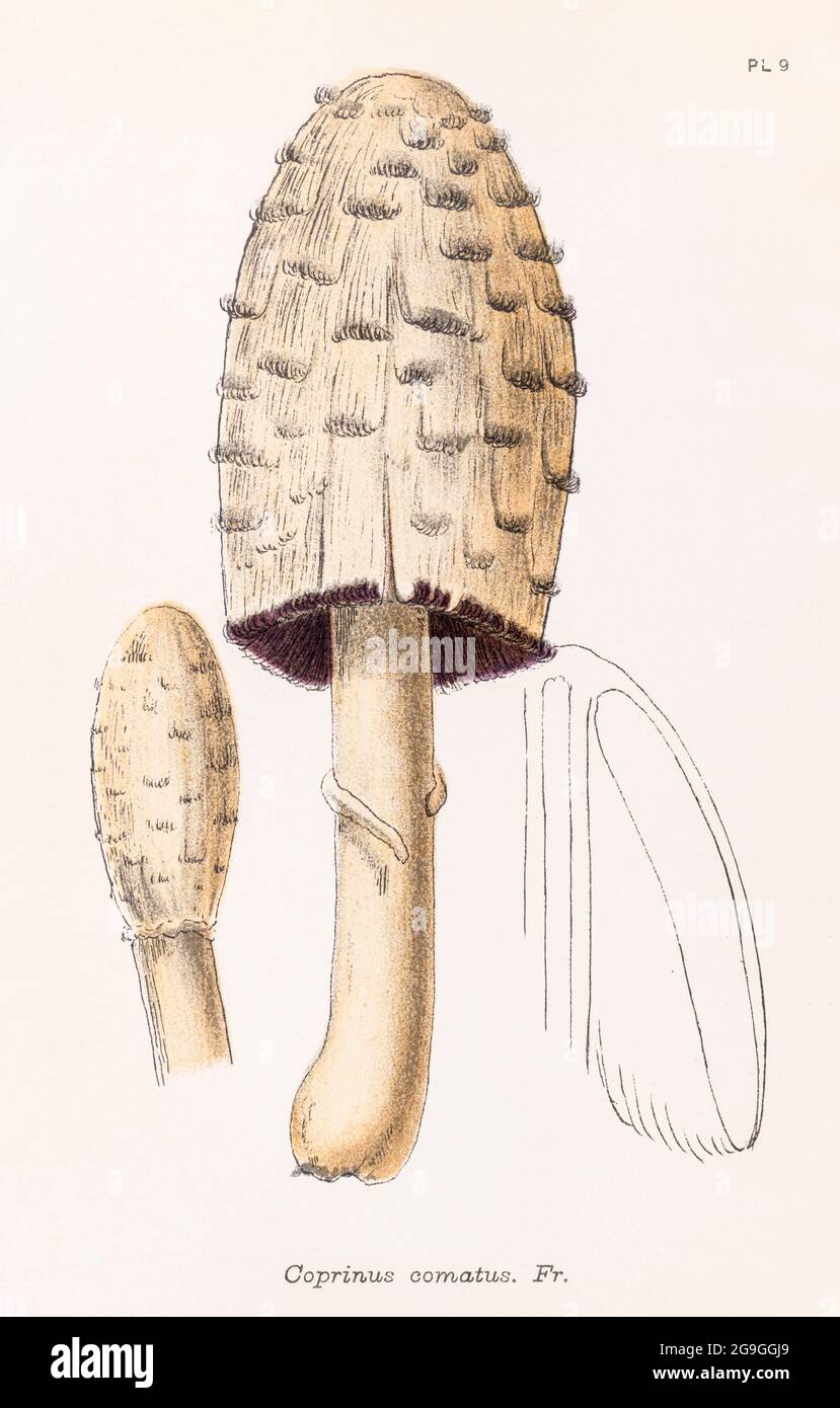 Coprinus comatus / Shaggy Ink Cap illustration from Mordecai Cooke's 'Plain & Easy Account of British Fungi' 1876. Edible UK wild fungi. Stock Photo