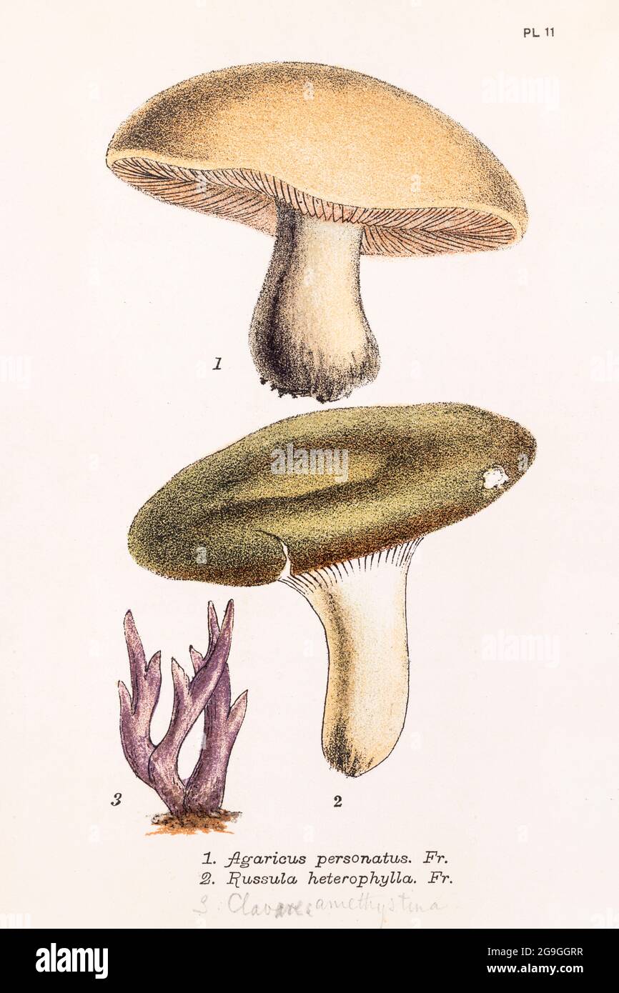 Agaricus personatus [Lepista personata / Field Blewit] & Clavaria amethystina [Clavulina amethystina / Violet Coral fungus]. SEE NOTES Stock Photo