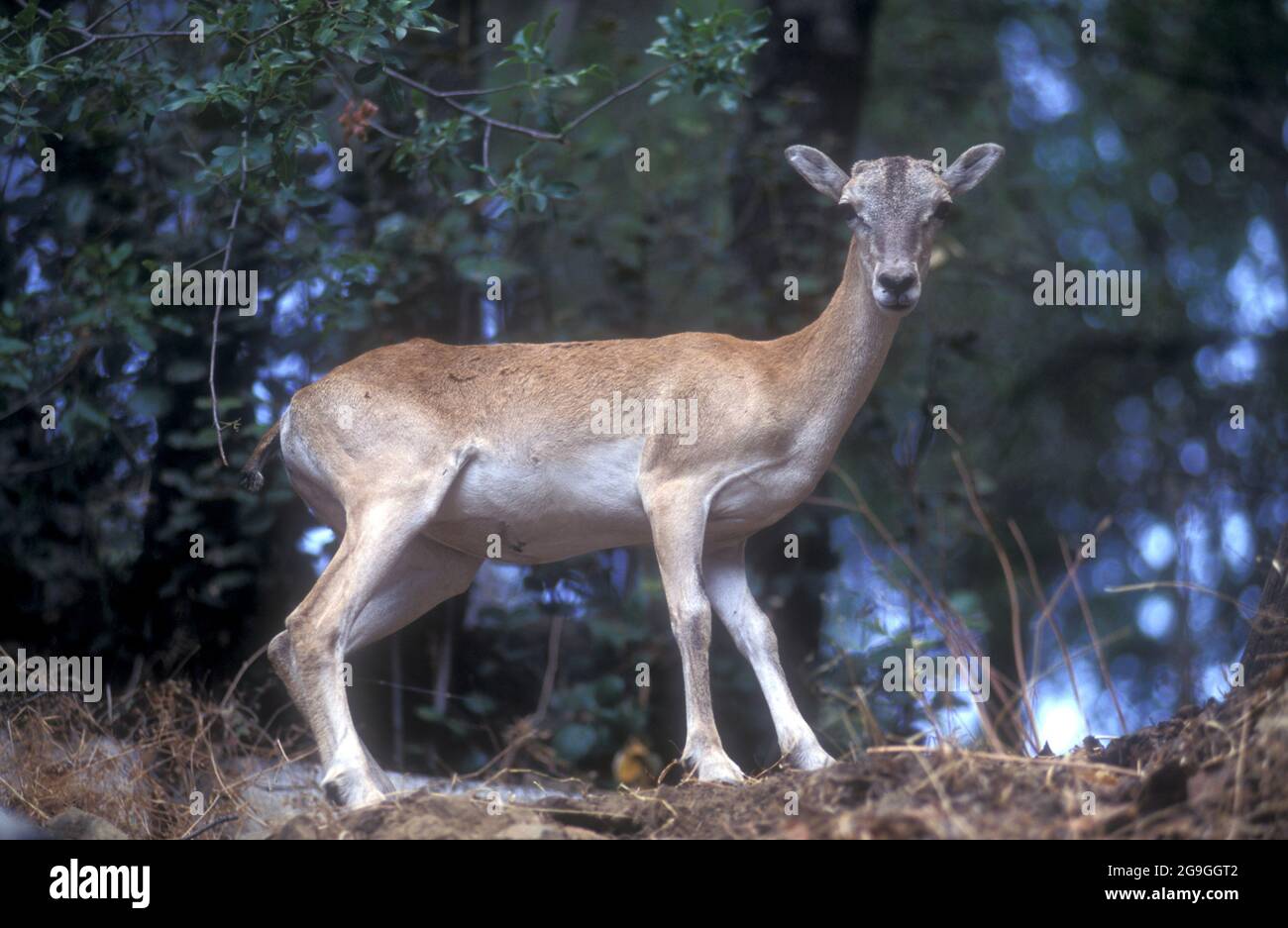 Juvenile Mouflon (Ovis orientalis orientalis) a species of wild sheep Stock Photo