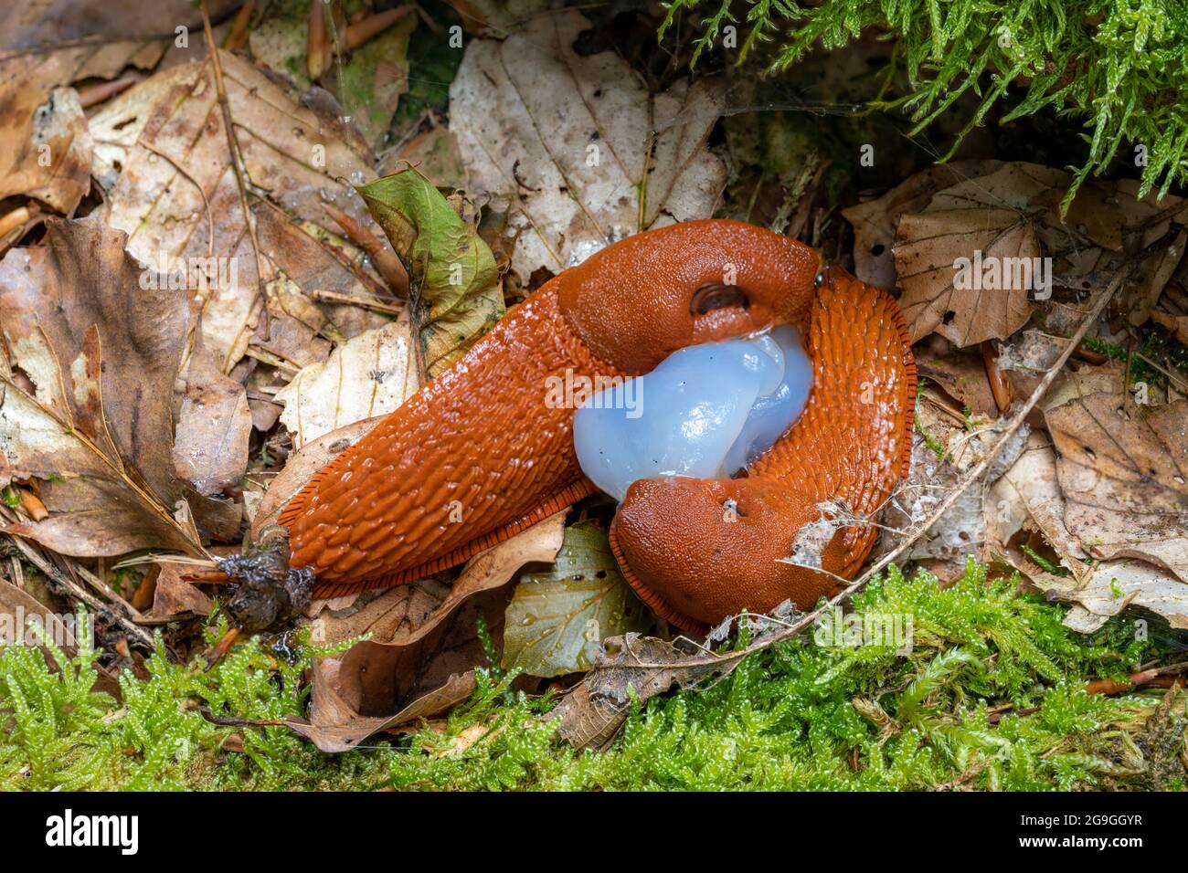 two red spanish slugs mating on the forest floor with leaves and moss Stock Photo