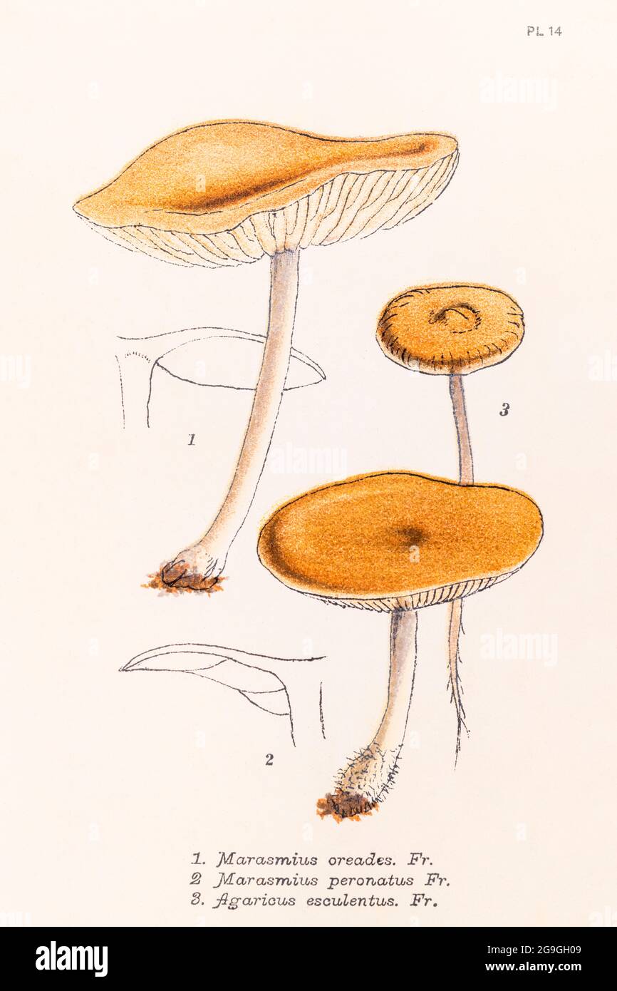 Marasmius oreades / Fairy Ring Mushroom, M. personatus & Agaricus esculentus [Strobilurus esculentus] in Mordecai Cooke's Plain & Easy British Fungi. Stock Photo