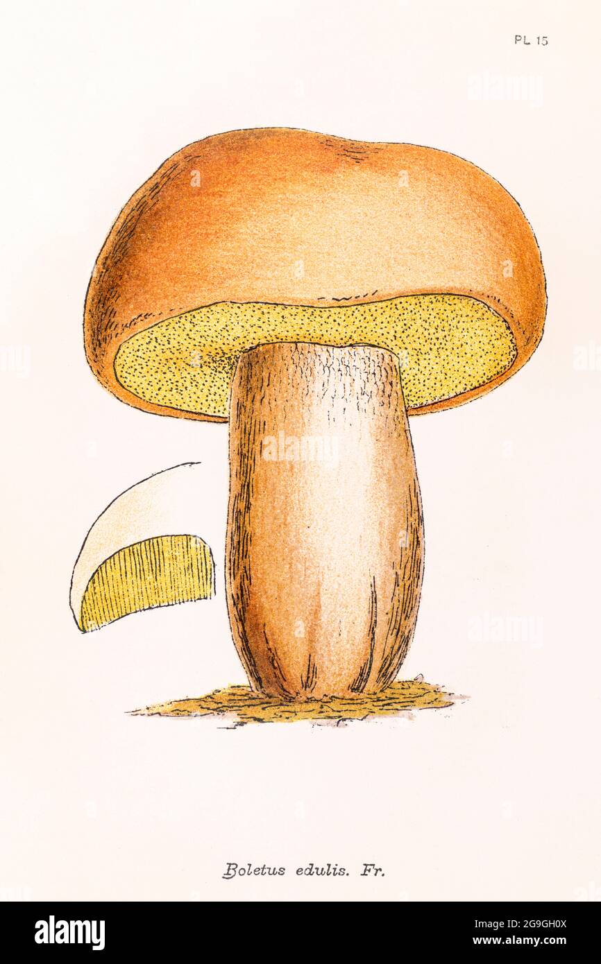 Boletus edulis / Cep, Penny Bun, Porcini illustration from Mordecai Cooke's 'Plain & Easy Account of British Fungi' 1876. Edible wild mushrooms in UK. Stock Photo