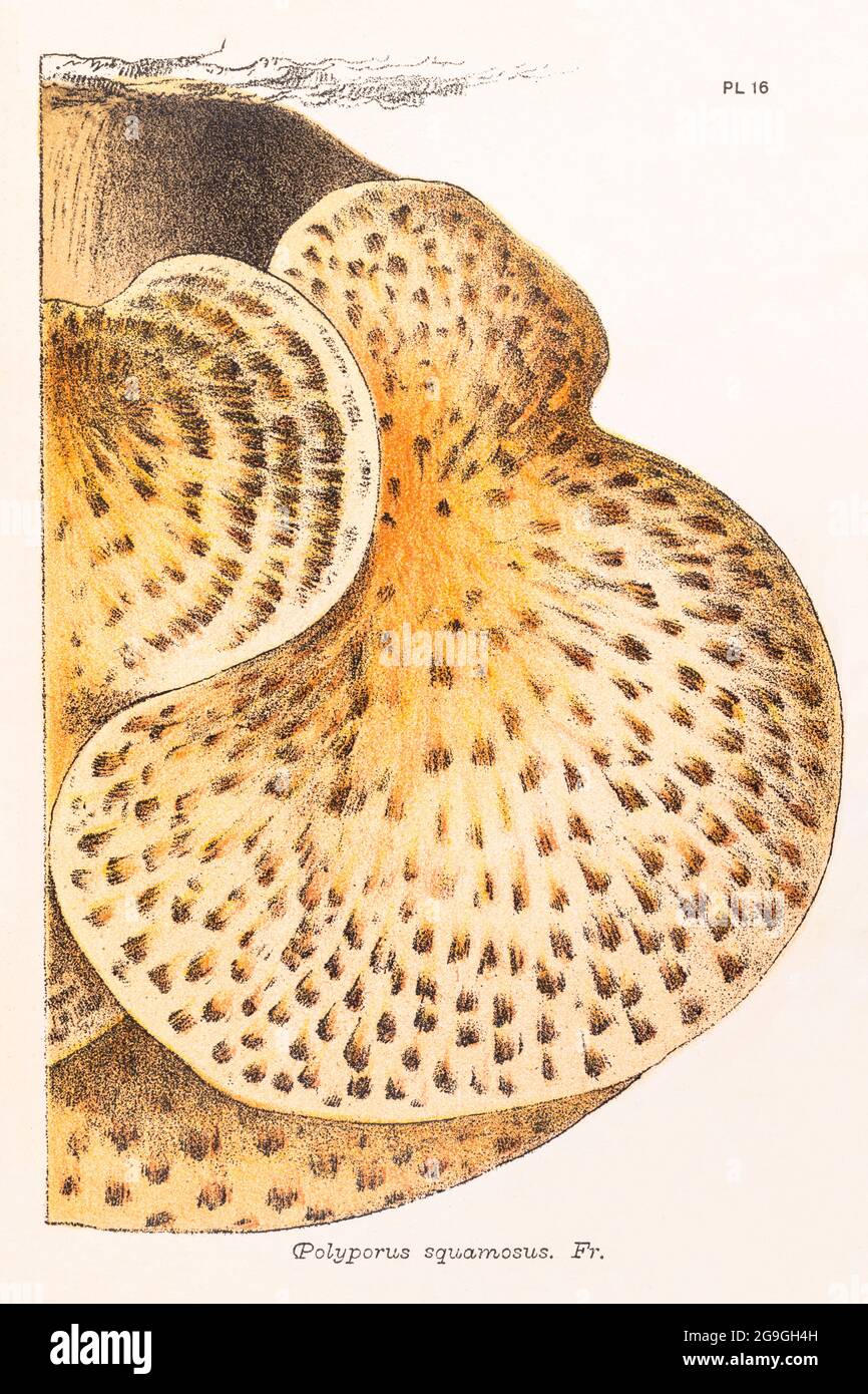 Polyporus squamosus [Cerioporus squamosus / Dryad's Saddle] illustration from Mordecai Cooke's 'Plain & Easy Account of British Fungi' 1876. Stock Photo