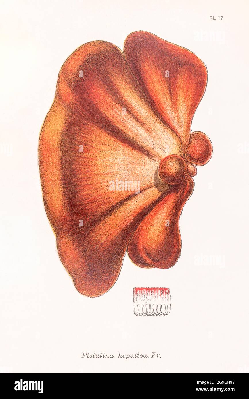 Fistulina hepatica / Beefsteak Fungus illustration from Mordecai Cooke's 'Plain & Easy Account of British Fungi' 1876. Edible wild mushrooms in UK. Stock Photo
