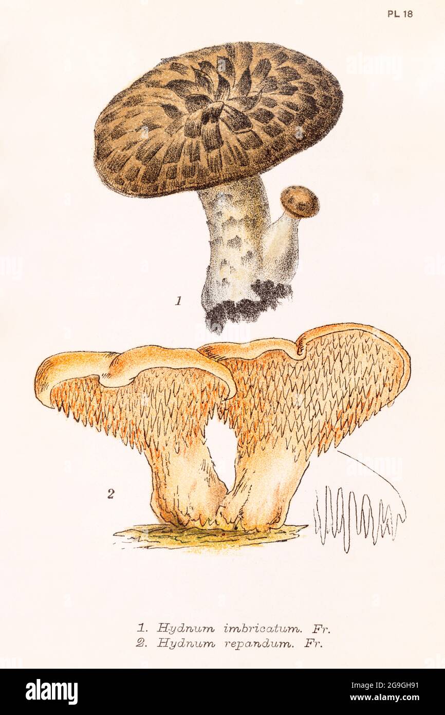 Hedgehog Mushroom / Hydnum imbricatum [Sarcodon imbricatus] & H. repandum in Mordecai Cooke's 'Plain & Easy Account of British Fungi' 1876. Stock Photo