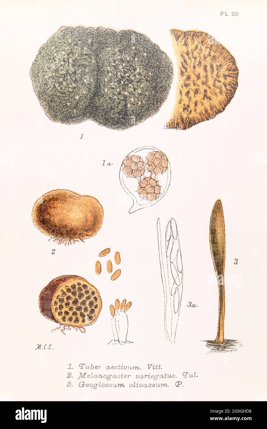 Tuber aestivum / Summer Truffle & Microglossum olivaceum Earthtongue Fungi in Mordecai Cooke's 'Plain & Easy Account of British Fungi' 1876. Stock Photo