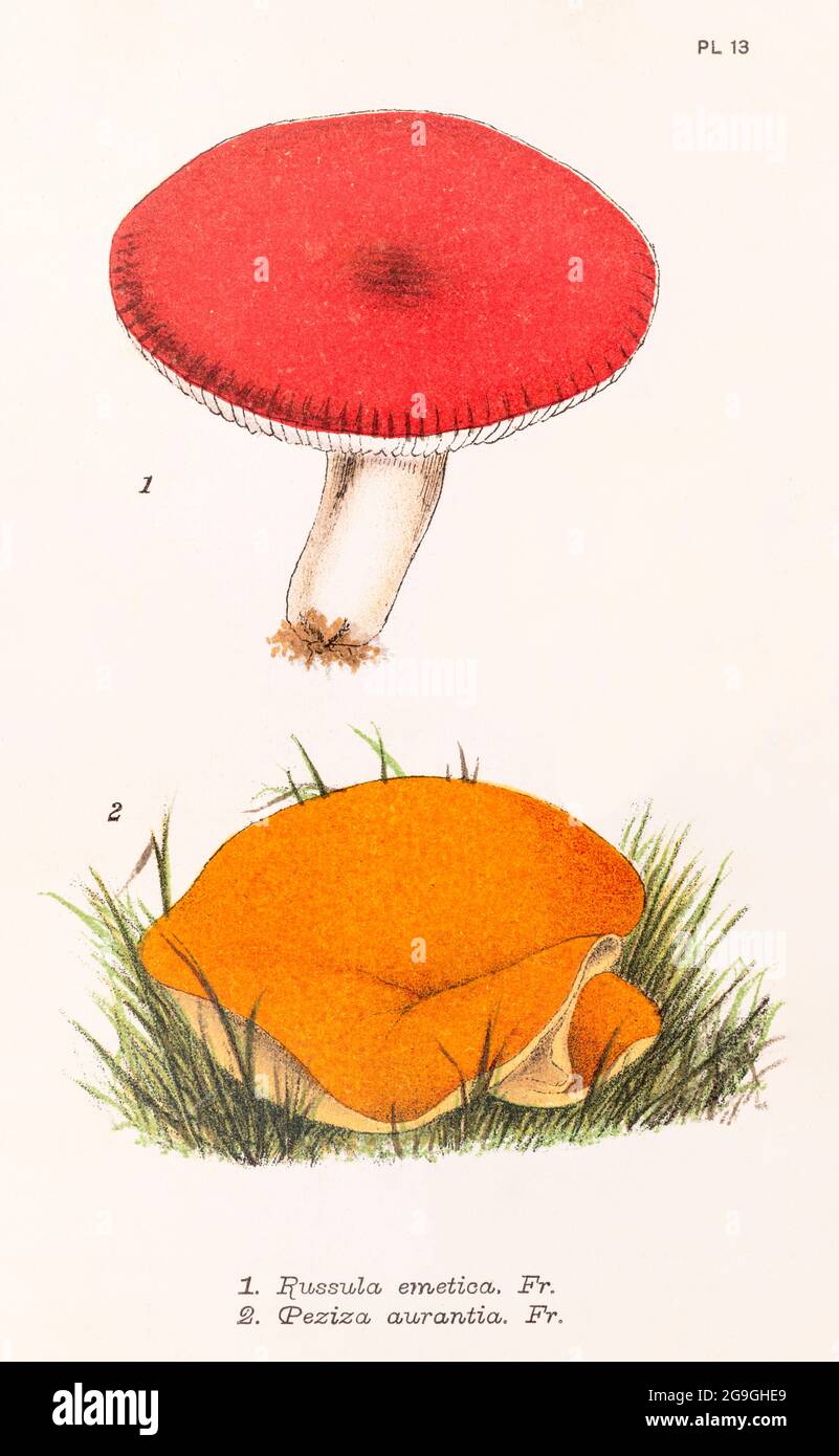 Russula emetica / Sickener & Peziza aurantia [Aleuria aurantia / Orange Peel Fungus] in Mordecai Cooke's 'Plain & Easy Account of British Fungi' 1876. Stock Photo