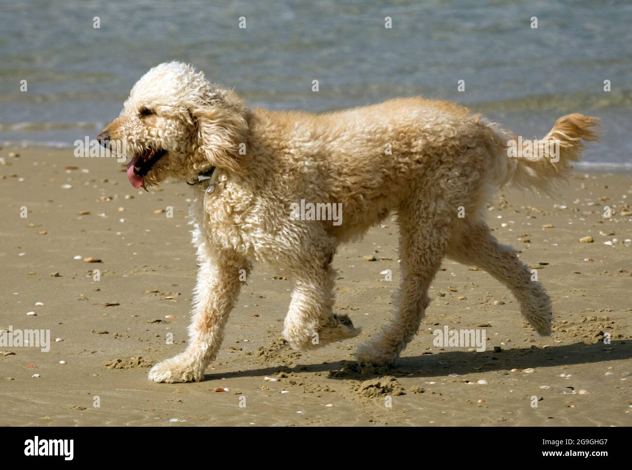 Medium poodle on the beach Stock Photo