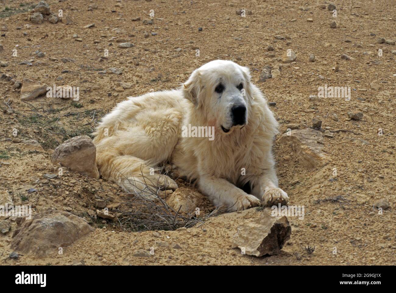 Great pyrenees mountain dog hi-res stock photography and images - Alamy