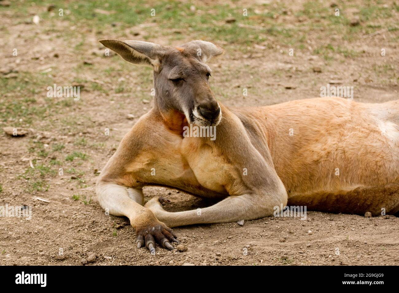 The red kangaroo (Osphranter rufus) is the largest of all kangaroos, the largest terrestrial mammal native to Australia, and the largest extant marsup Stock Photo