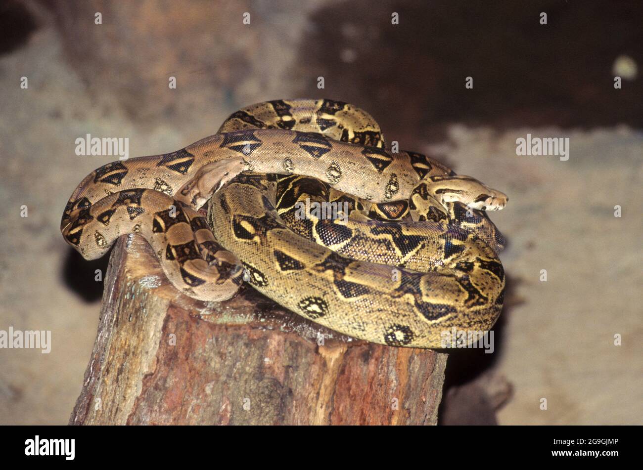 The reticulated python (Malayopython reticulatus) is a python species native to South and Southeast Asia. It is the world's longest snake, and listed Stock Photo