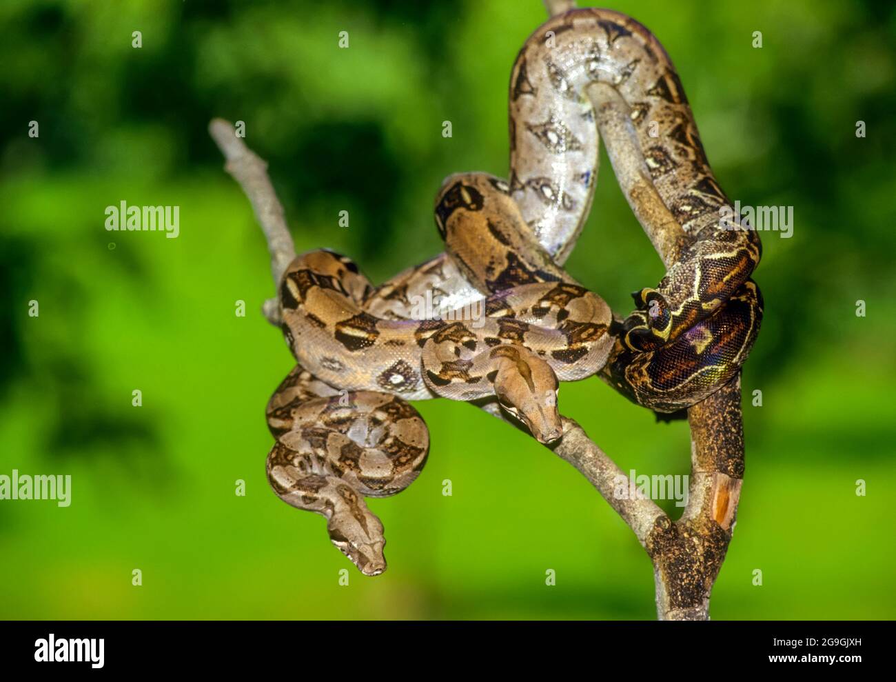 The reticulated python (Malayopython reticulatus) is a python species native to South and Southeast Asia. It is the world's longest snake, and listed Stock Photo