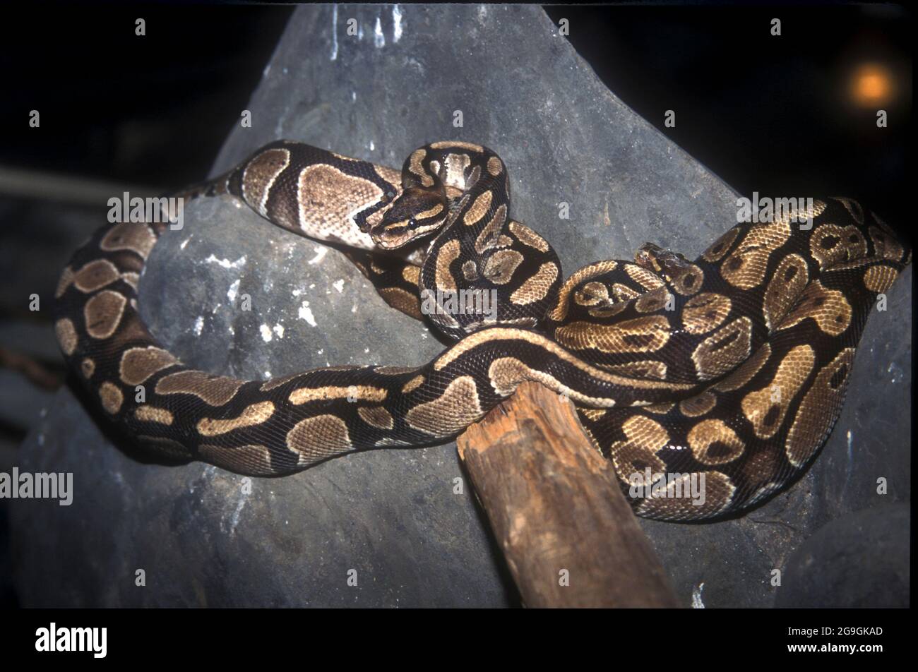 The ball python (Python regius), also called the royal python, is a python species native to West and Central Africa, where it lives in grasslands, sh Stock Photo