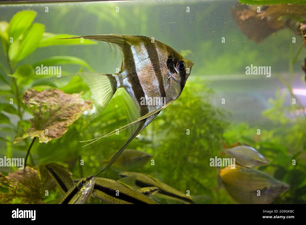 Fish kept in aquariums hi-res stock photography and images - Alamy