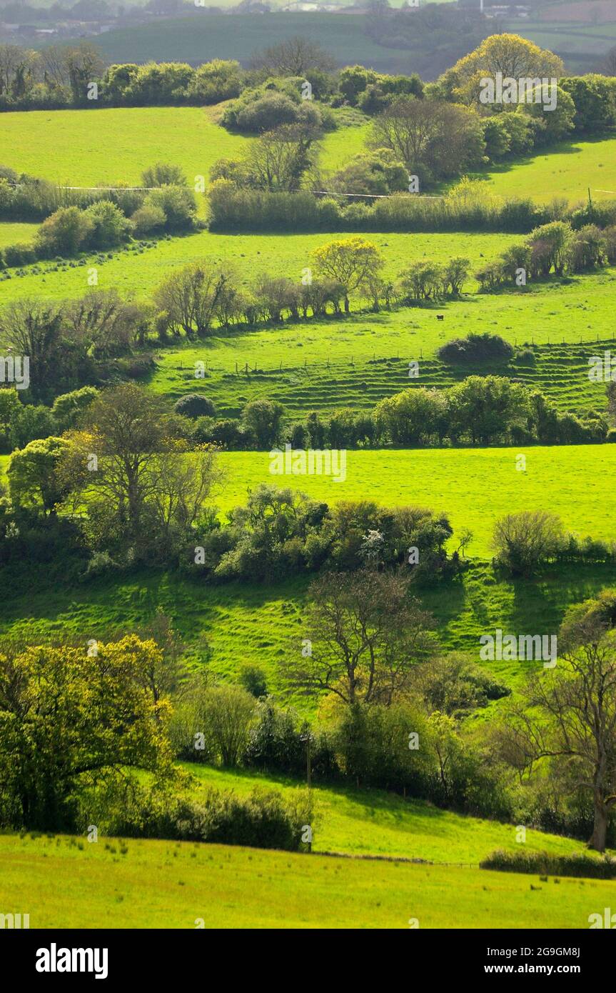 Hedges and fields, West Dorset, UK Stock Photo